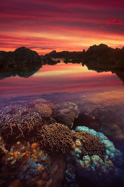 Un véritable jardin de corail garder à l’abris des vagues dans cette petite vasque. Une explosion de vie.