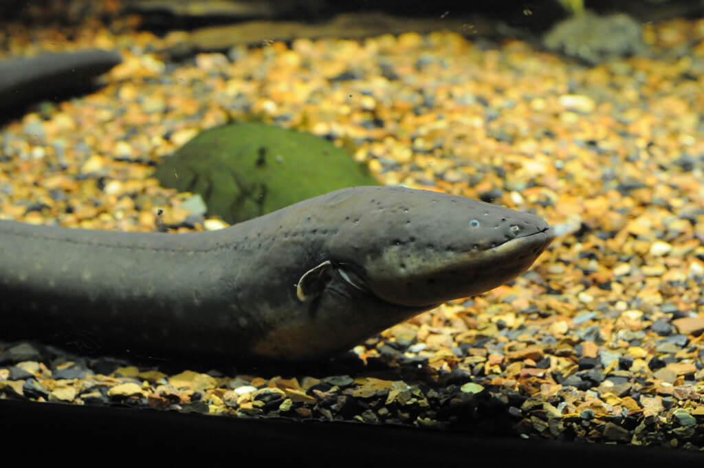 New battery mimics an electric eel’s shock ClimateKIC