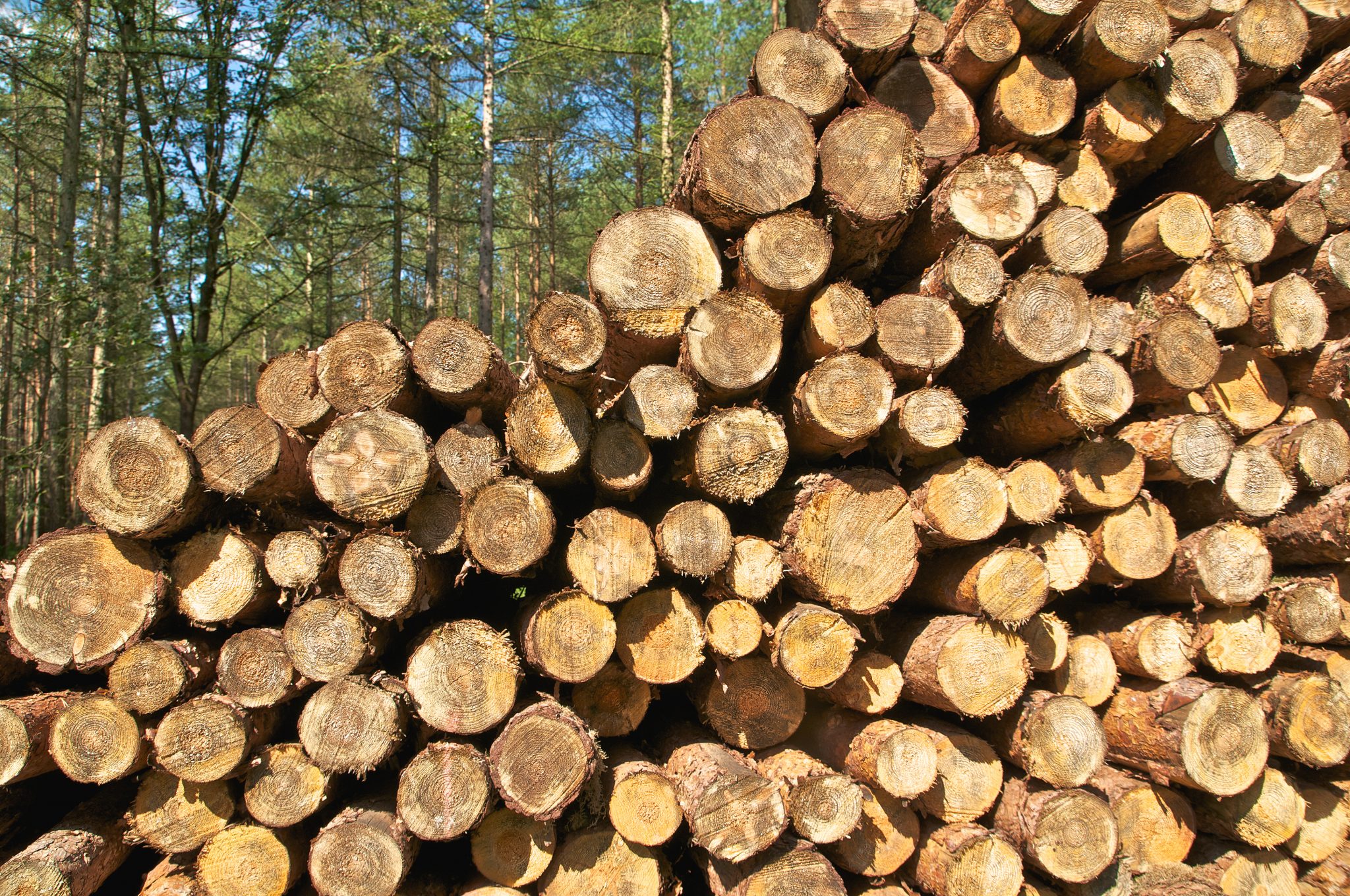 The role of cities and regions in transforming wood value chains - Daily Planet`