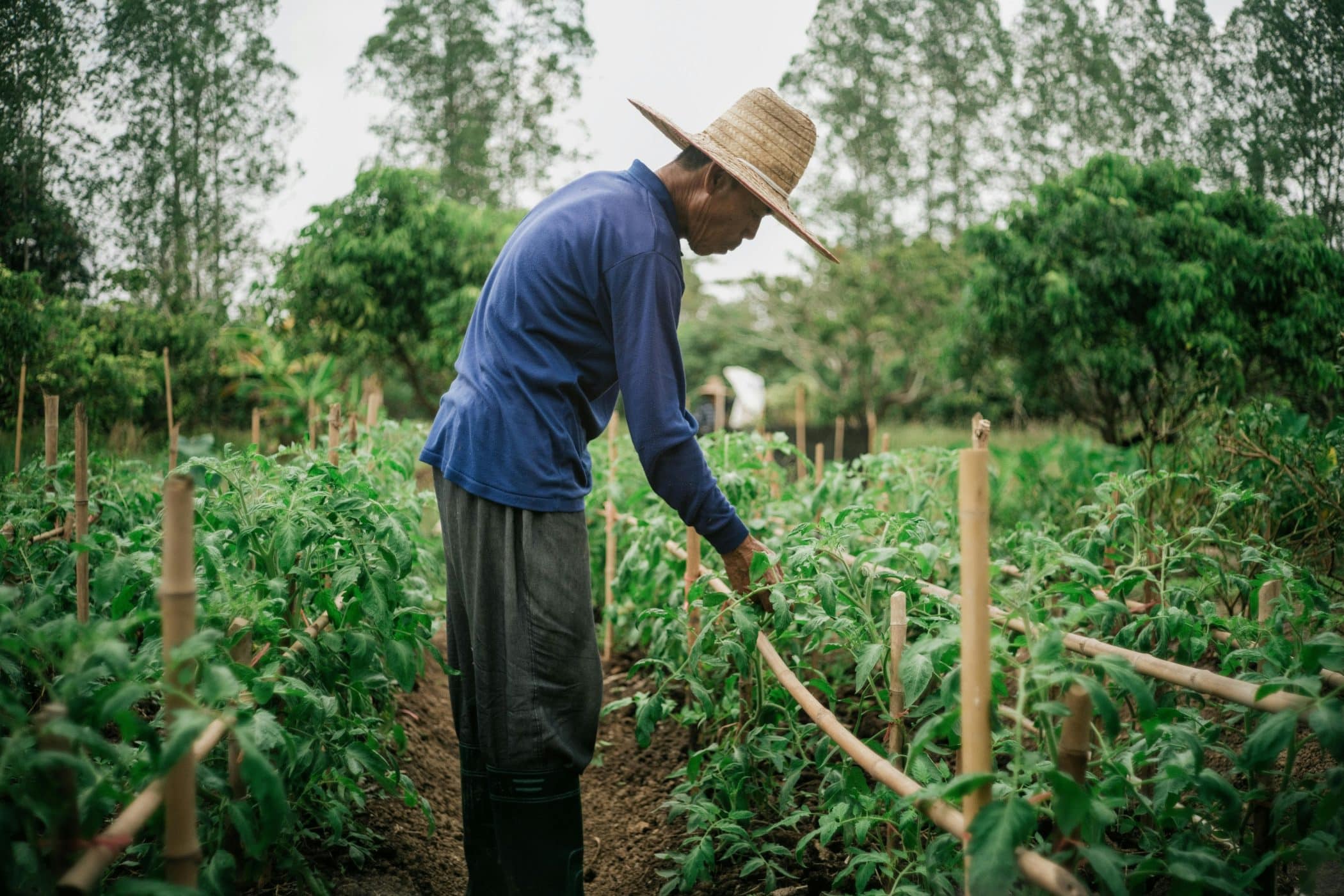 A farmer observing the growth of plants