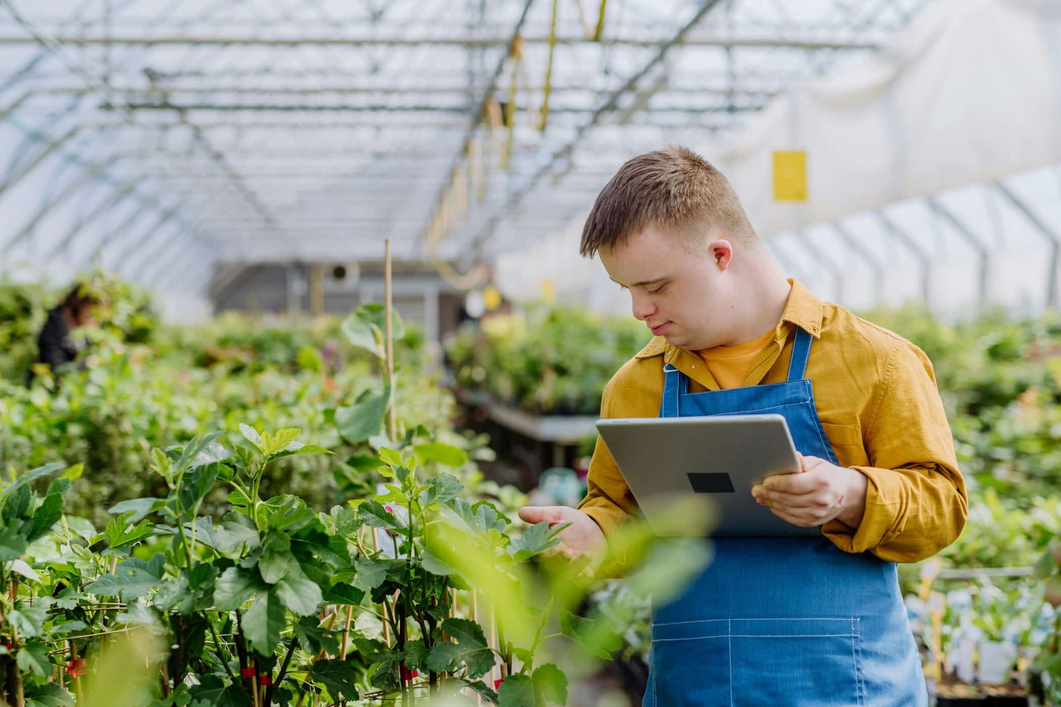 Person holding tablet and checking plants in greenhouse