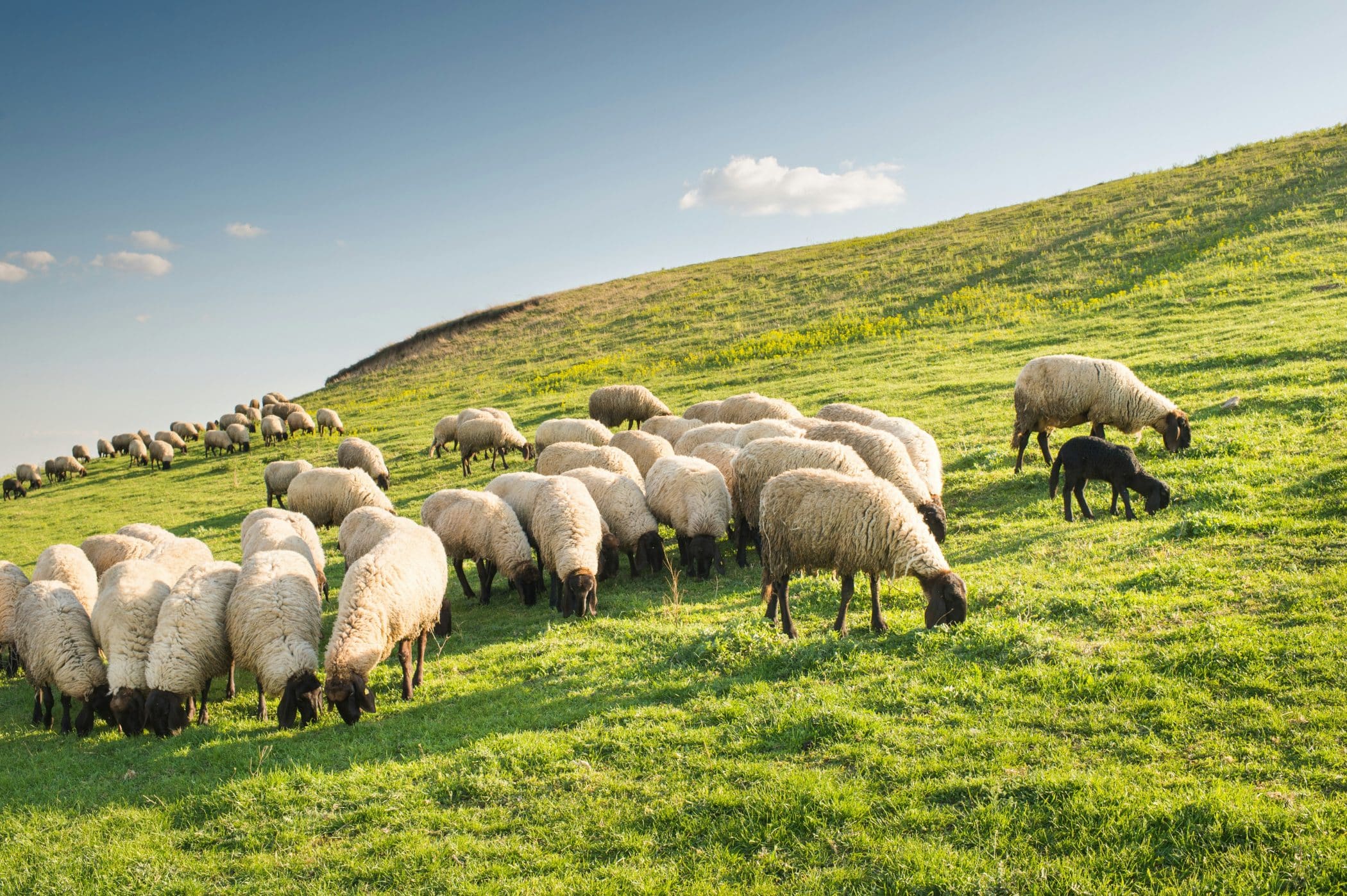 Flock of sheep grazing on a hill