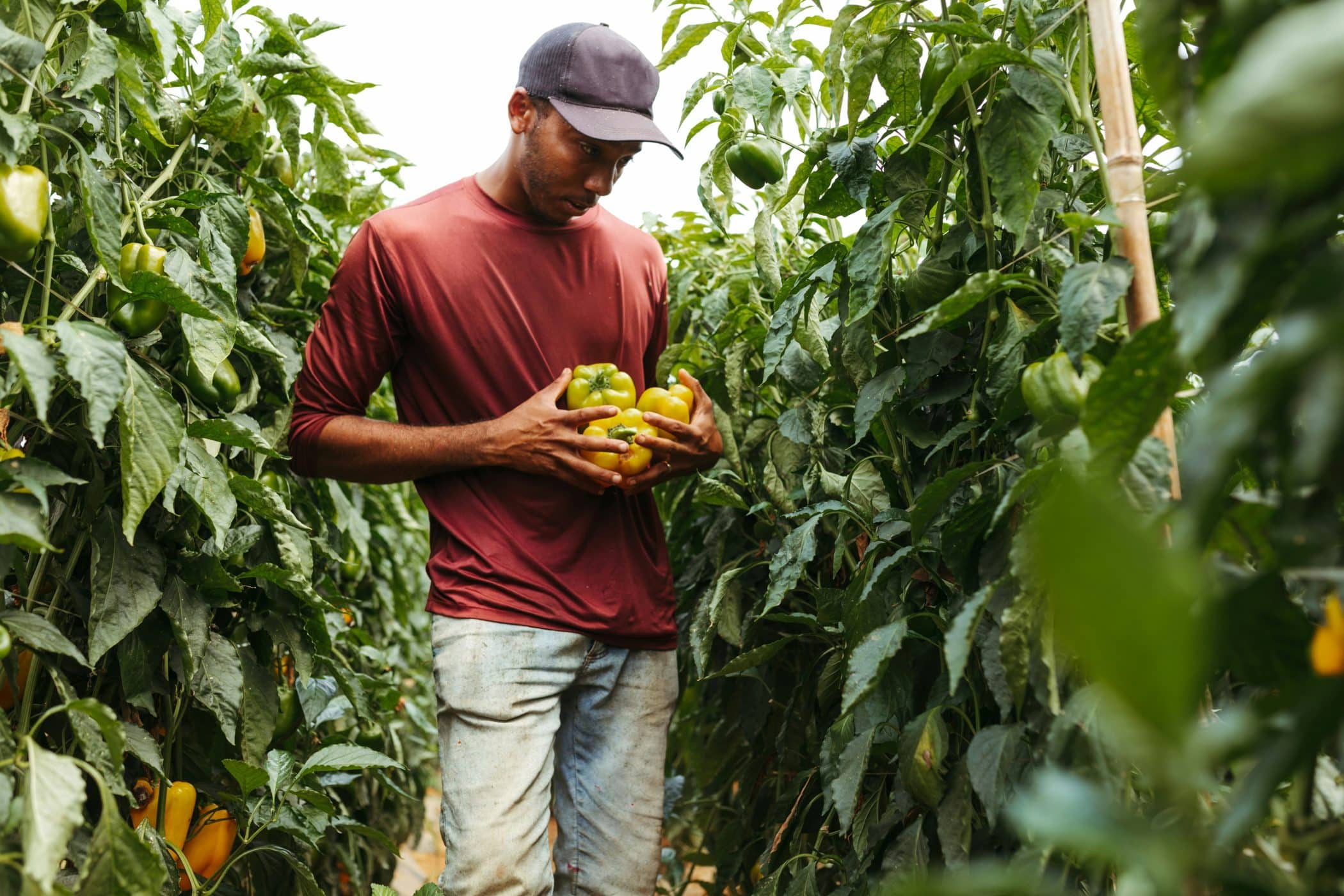 A farmer harvests bell peppers