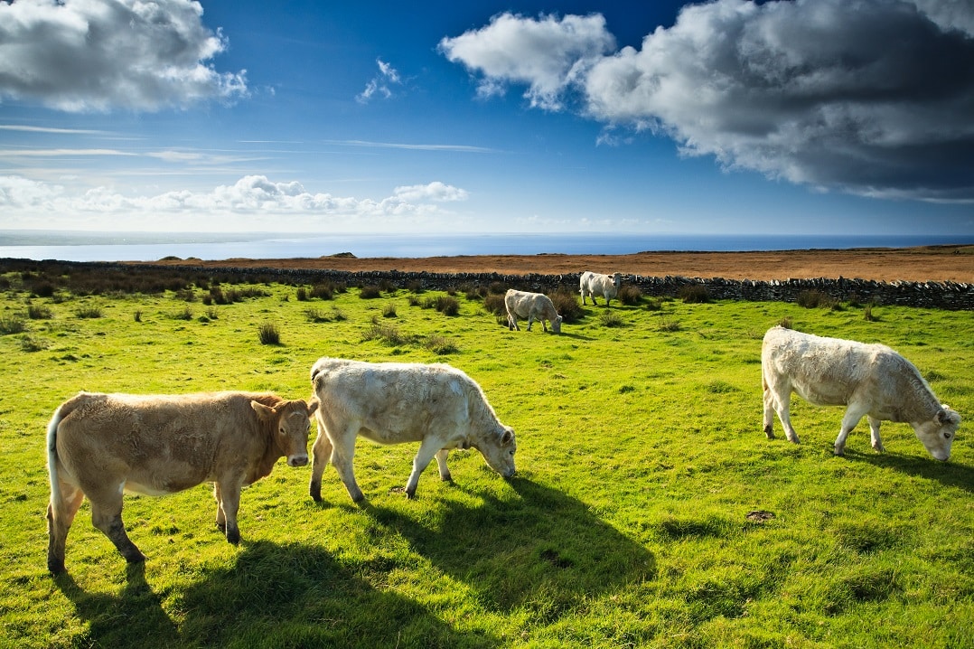 Cows grazing in an Irish field under a cloudy sky.