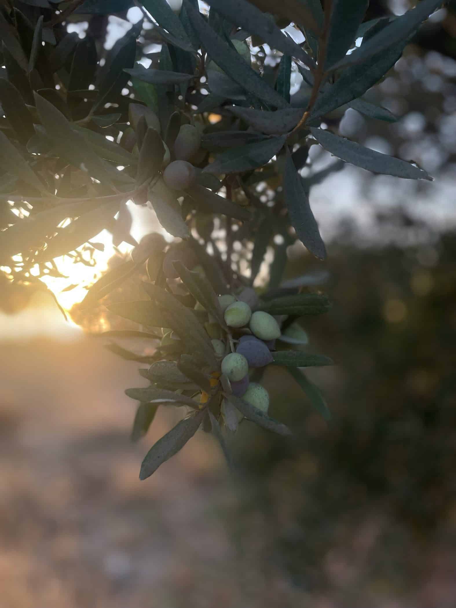 Towards climate-neutral agriculture: System insights from ClieNFarms