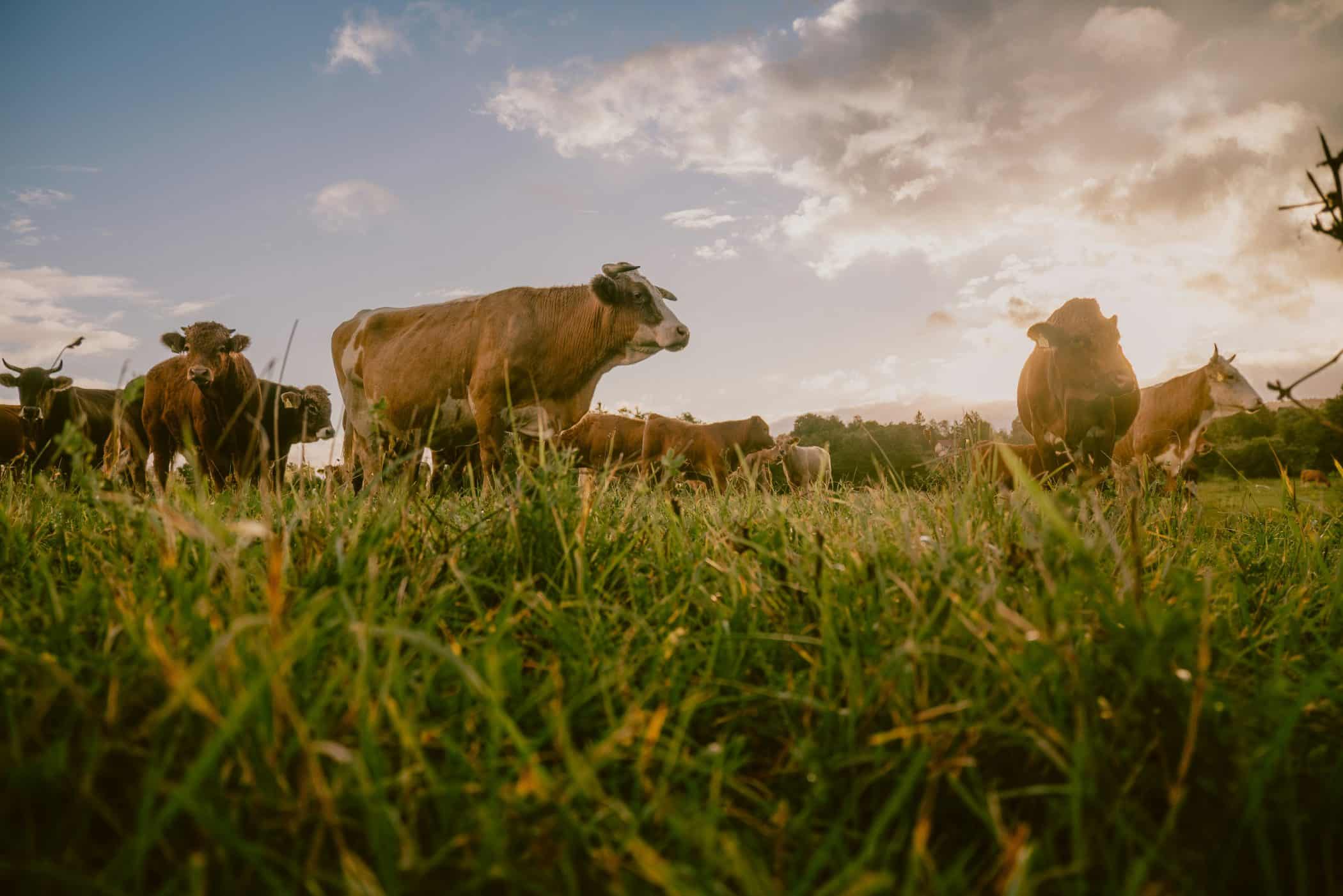 A herd of cattle grazing on a lush green field