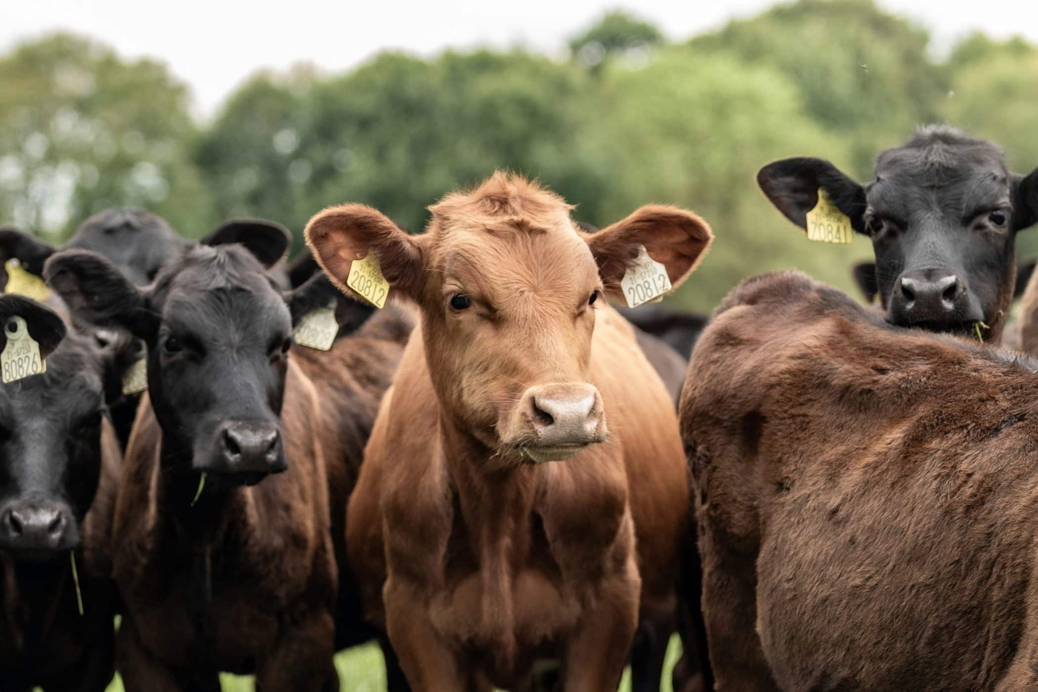 A herd of cattle standing next to each other on a lush green field